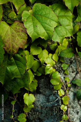 Green ivy crawling on a stone 2