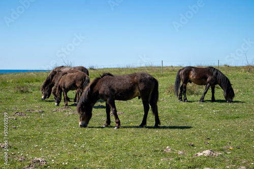Horses grazing in a field © Misael