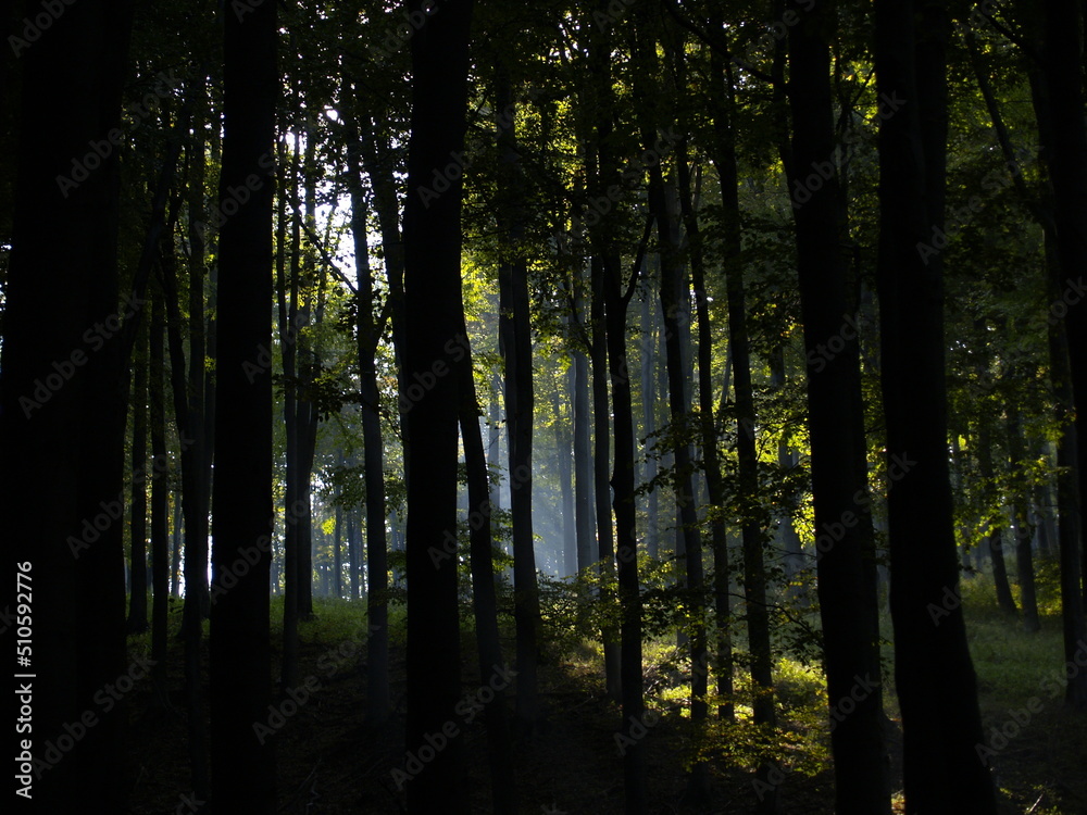 forest forest