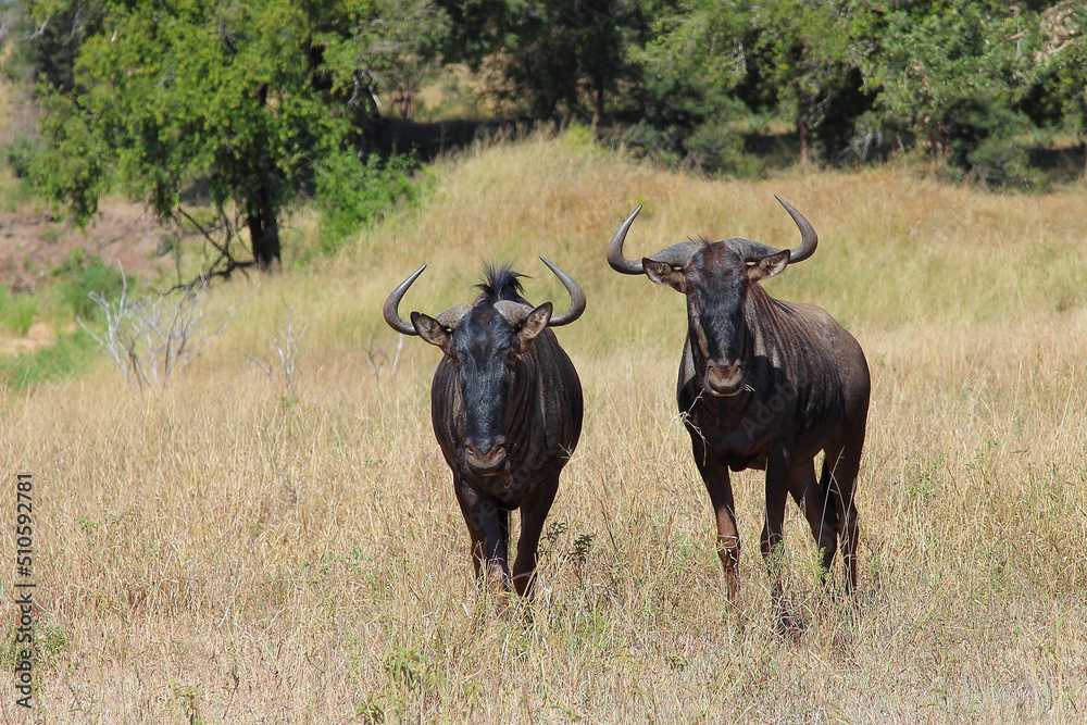 Streifengnu / Blue wildebeest / Connochaetes taurinus Streifengnu / Blue wildebeest / Connochaetes taurinus