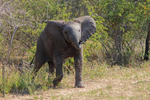 Afrikanischer Elefant   African elephant   Loxodonta africana