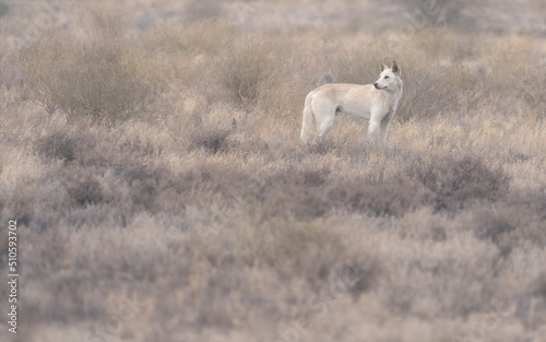 Fototapeta Naklejka Na Ścianę i Meble -  Wild dingo (Canis lupus dingo) in saltbush and chenopod shrubland, South Australia