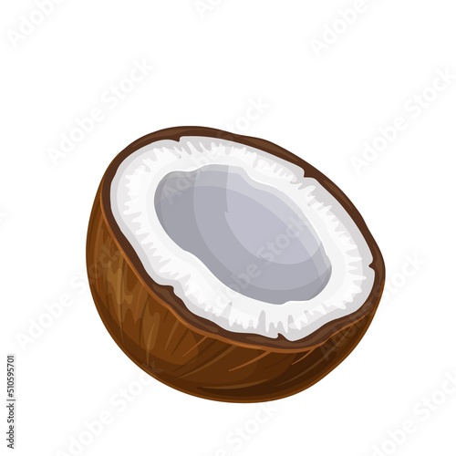 Half of coconut vector illustration