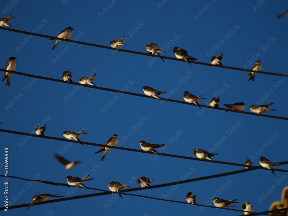 birds on wires