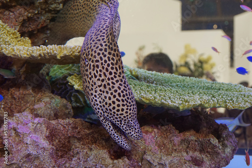 斑点模様のウツボ