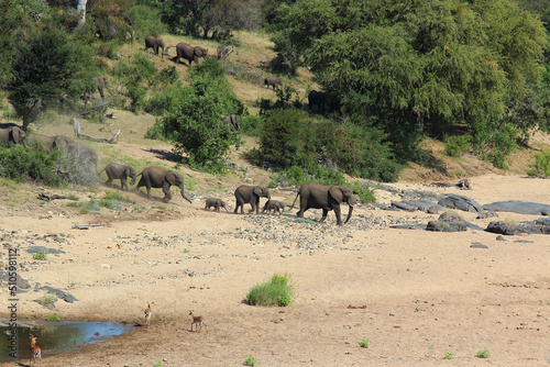 Afrikanischer Elefant im Timbavati River  African elephant in Timbavati River   Loxodonta africana.