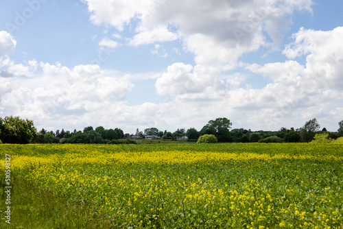 Rapeseed fields panorama. Blooming yellow canola flower meadows.