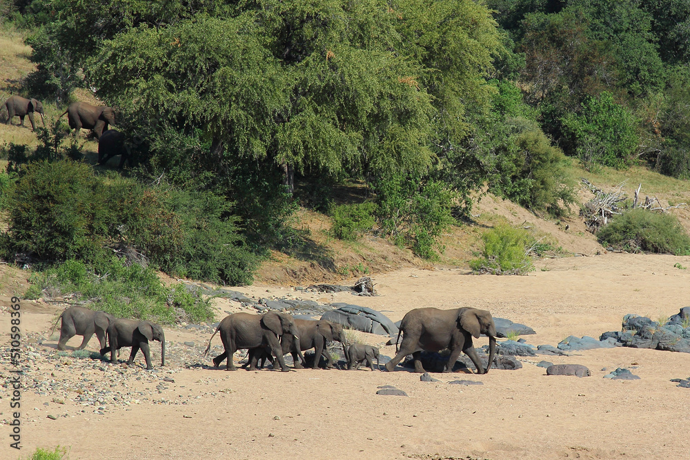Afrikanischer Elefant im Timbavati River/ African elephant in Timbavati River / Loxodonta africana. Afrikanischer Elefant im Timbavati River/ African elephant in Timbavati River / Loxodonta africana.