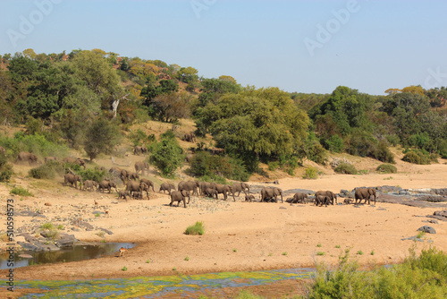 Afrikanischer Elefant im Timbavati River/ African elephant in Timbavati River / Loxodonta africana. © Ludwig