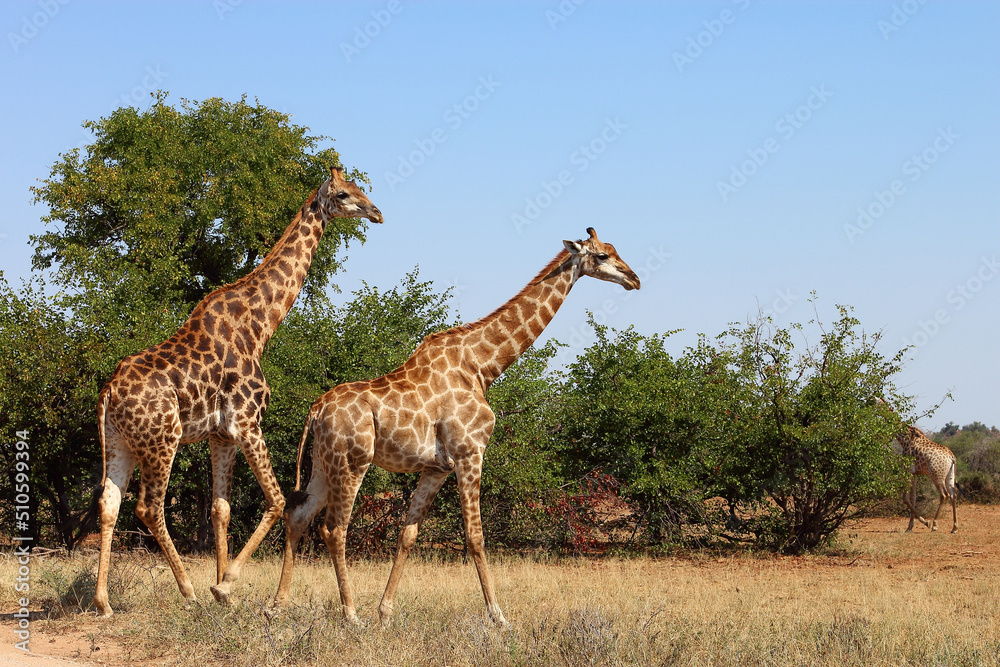 Giraffe / Giraffe / Giraffa camelopardalis Giraffe / Giraffe / Giraffa camelopardalis
