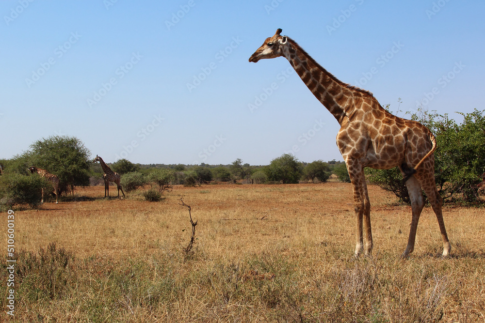 Giraffe / Giraffe / Giraffa camelopardalis Giraffe / Giraffe / Giraffa camelopardalis