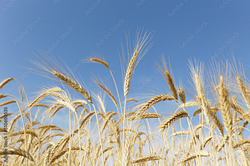 Close up shot of golden wheat ears at large cultivation field in soft orange midday light. Harvesting season concept. Copy space for text, background. Close up shot of golden wheat ears at large cultivation field in soft orange midday light. Harvesting season concept. Copy space for text, background.
