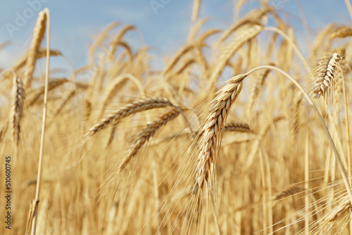 Close up shot of golden wheat ears at large cultivation field in soft orange midday light. Harvesting season concept. Copy space for text, background.