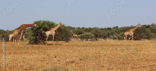 Canvas Print Giraffe / Giraffe / Giraffa camelopardalis