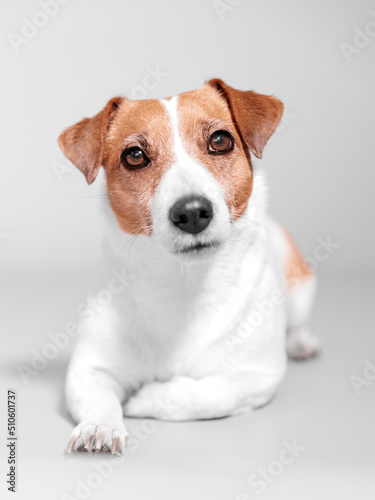 Front studio portrait of small dog Jack Russell Terrier lying on grey background and looks into camera