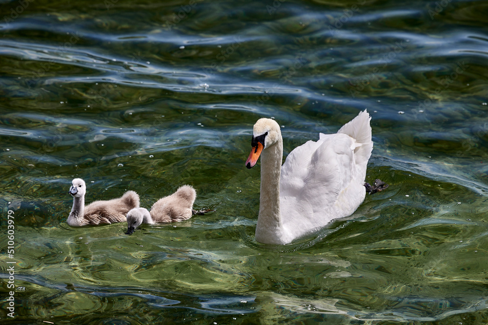 Fototapeta premium Schwan mit Nachwuchs schwimmt im See