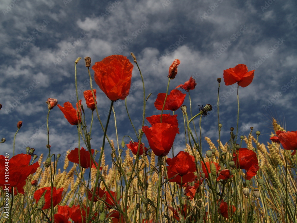 Fototapeta premium poppies in the field