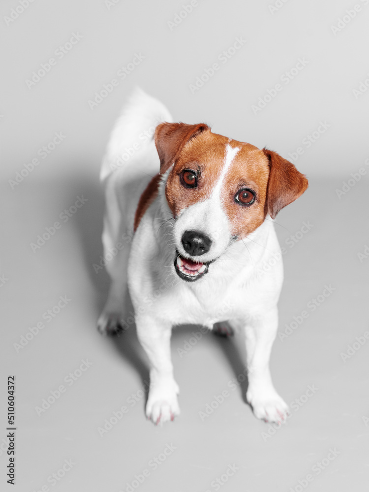 Studio portrait of small adorable happy dog Jack Russell Terrier siting on grey background and looking up into camera
