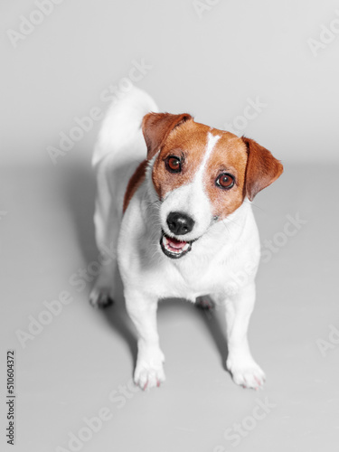 Studio portrait of small adorable happy dog Jack Russell Terrier siting on grey background and looking up into camera