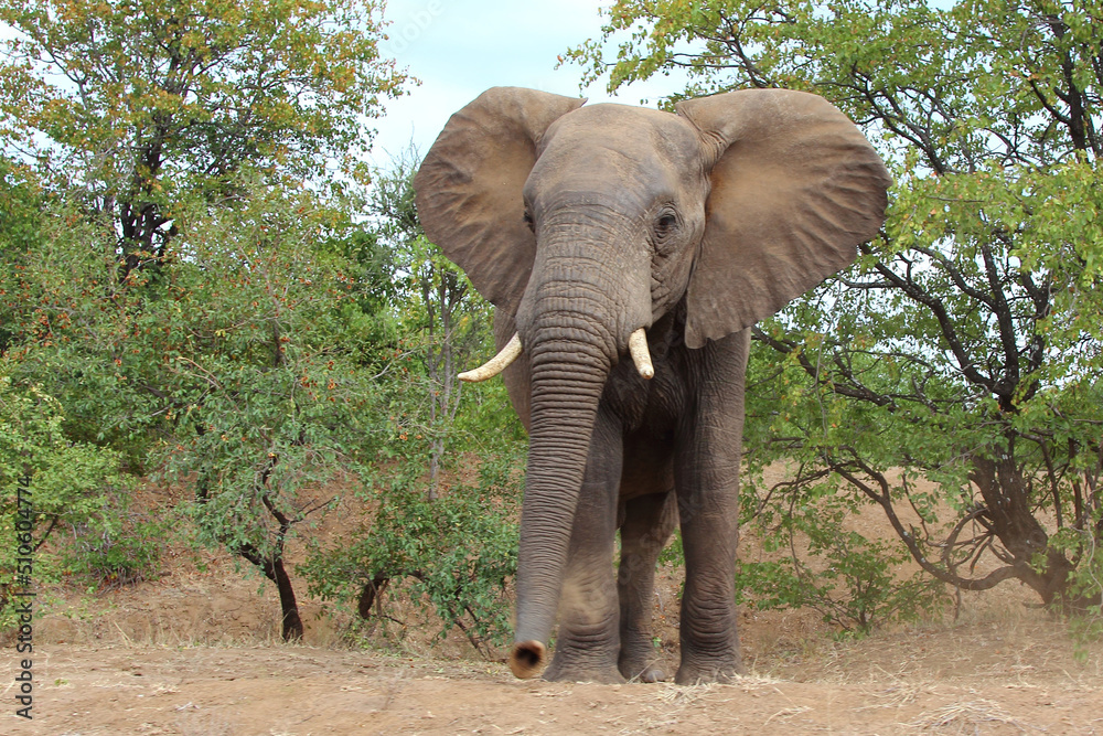 Fototapeta premium Afrikanischer Elefant / African elephant / Loxodonta africana