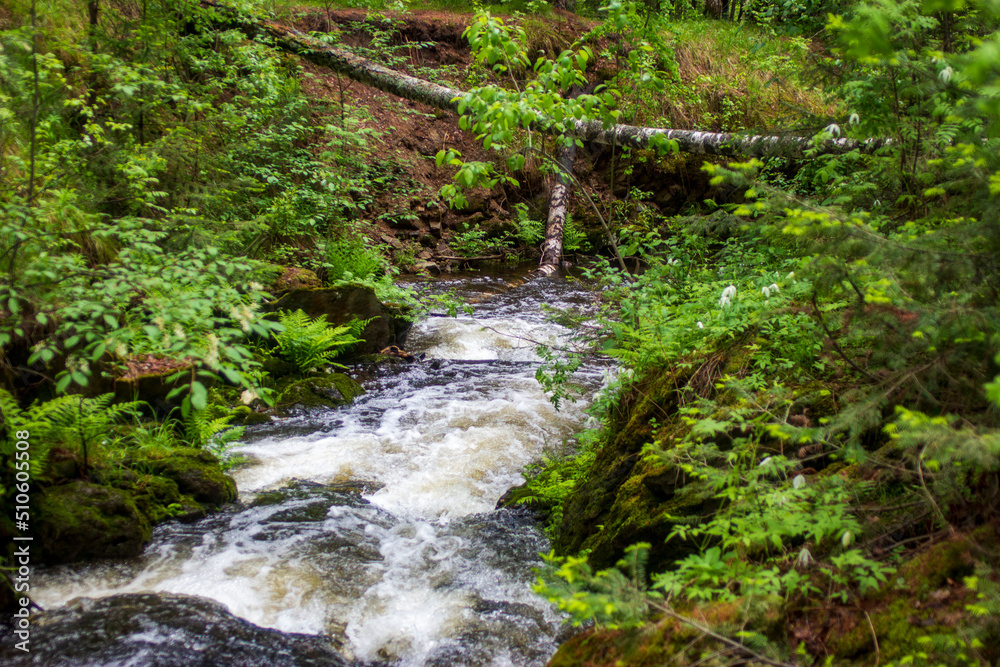 waterfall in the forest