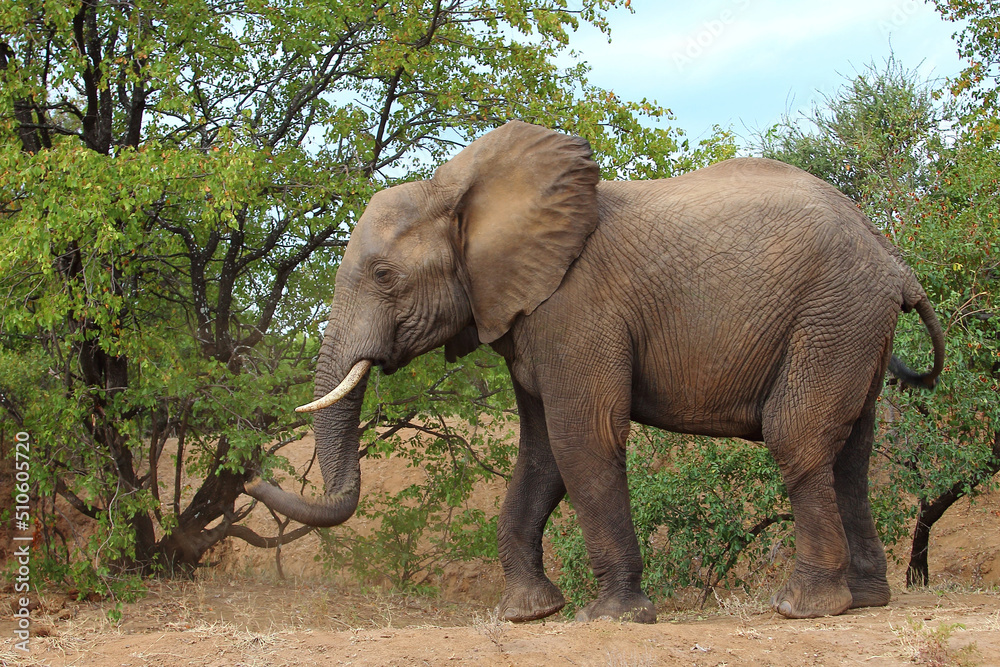 Obraz premium Afrikanischer Elefant / African elephant / Loxodonta africana