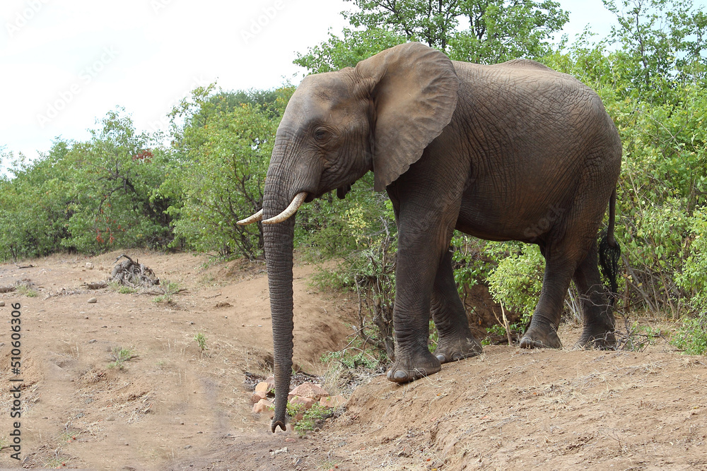 Fototapeta premium Afrikanischer Elefant / African elephant / Loxodonta africana