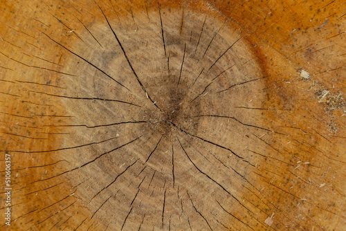 Woodiness growth ring, closeup of photo. wooden planks background. bark wood photo