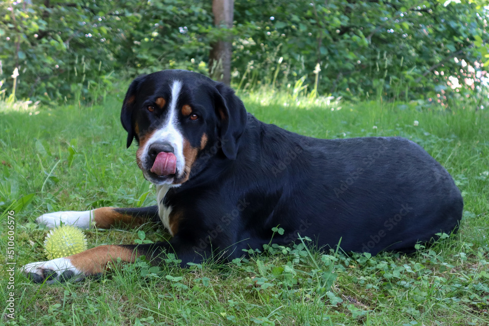 Cute Swiss mountain dog licking his mouth and playing with a ball Cute Swiss mountain dog licking his mouth and playing with a ball