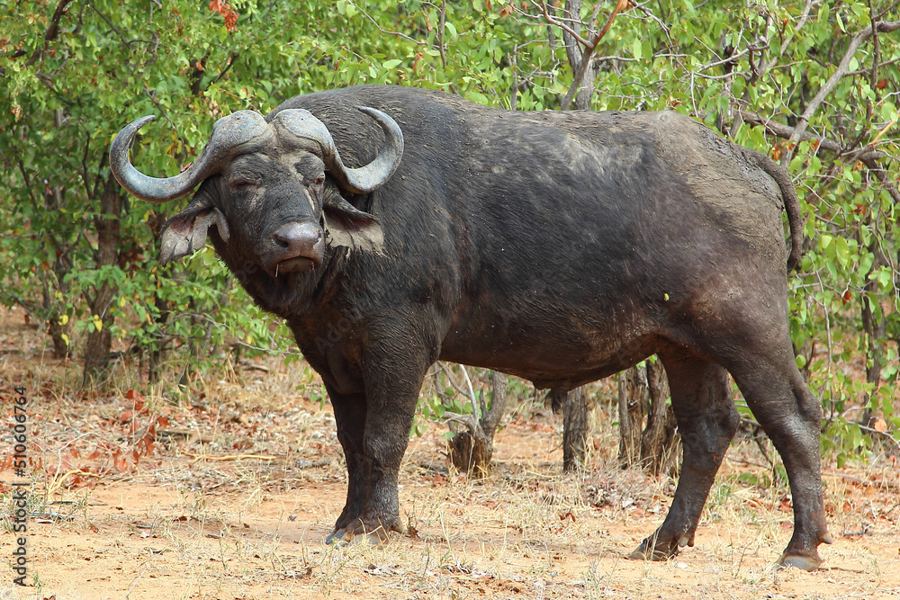 Kaffernbüffel / African buffalo / Syncerus caffer