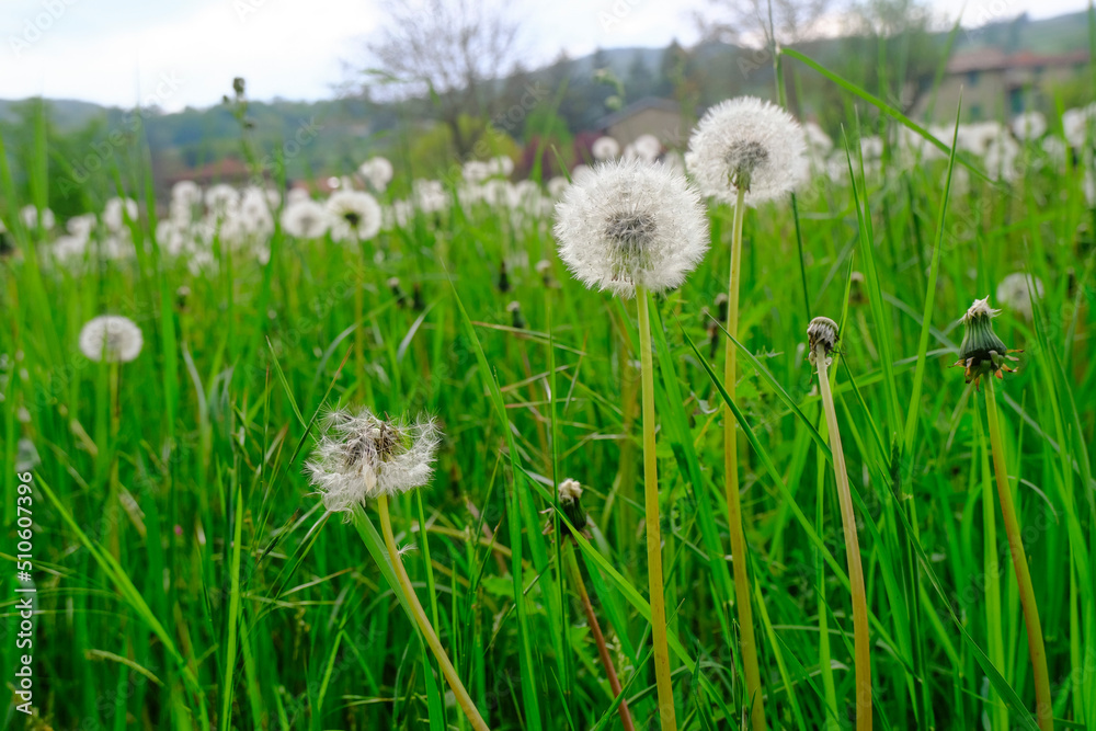 dandelions in green grass close-up across the rural background. Copy space. Springtime season. Field of dandelions dandelions in green grass close-up across the rural background. Copy space. Springtime season. Field of dandelions