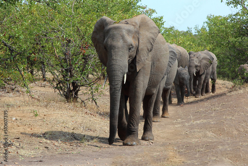 Afrikanischer Elefant   African elephant   Loxodonta africana