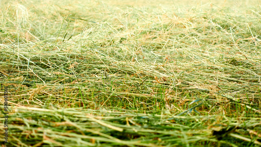 Mowed grass lies on the field. Straw dries on the field