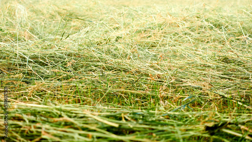 Mowed grass lies on the field. Straw dries on the field