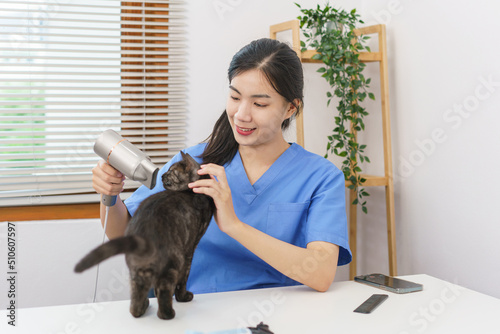 Pet salon concept, Female veterinarian using hair dryer on the cat in the salon