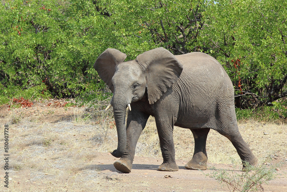 Fototapeta premium Afrikanischer Elefant / African elephant / Loxodonta africana