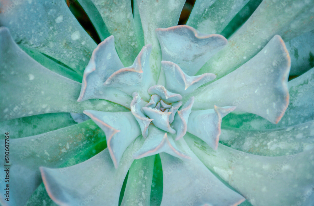 aloe vera plant aloe vera plant