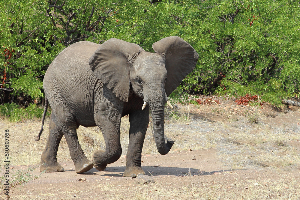 Fototapeta premium Afrikanischer Elefant / African elephant / Loxodonta africana