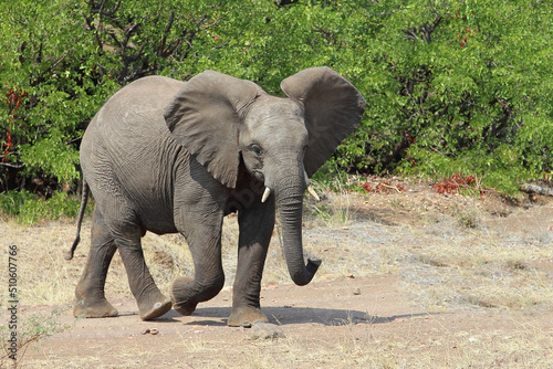 Afrikanischer Elefant   African elephant   Loxodonta africana