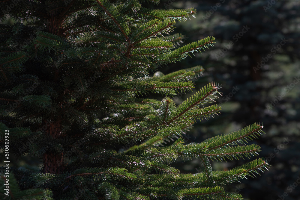 Spruce branch. Beautiful branch of spruce with needles. Christmas tree in nature. Evergreen. Spruce close up. Natural green coniferous background texture. Selective focus.