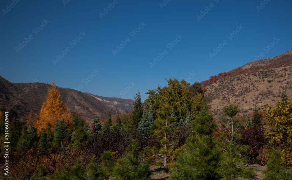Autumn landscape with beautiful colored trees in the mountains. Scenic background. Autumn color in nature. Beautiful view.