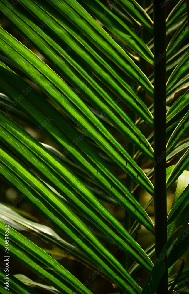 green leaf green leaf
