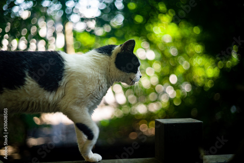 横切る猫