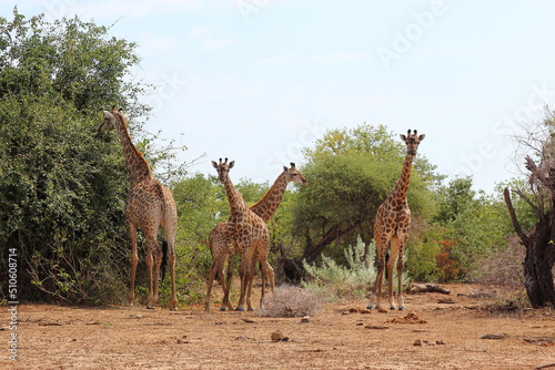 Photography Giraffe / Giraffe / Giraffa camelopardalis