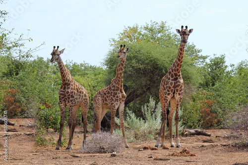 Photography Giraffe / Giraffe / Giraffa camelopardalis