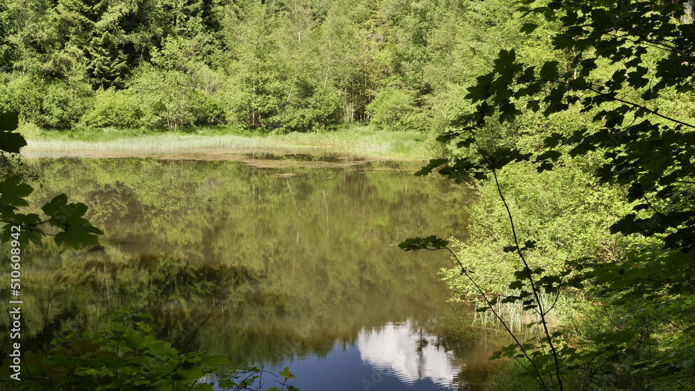 Der Pionierweiher im Osburger Hochwald Der Pionierweiher im Osburger Hochwald