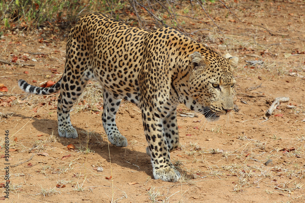 Obraz premium Leopard / Leopard / Panthera pardus.