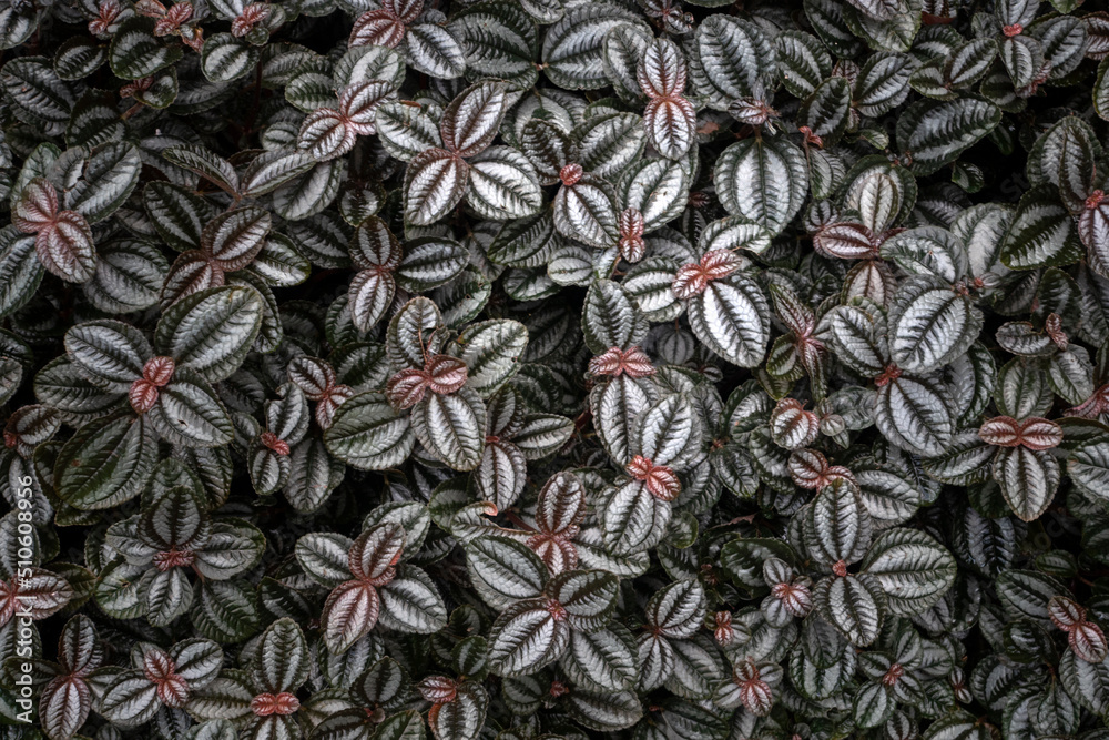 Obraz premium Beautiful Leaves plant pattern for nature background.