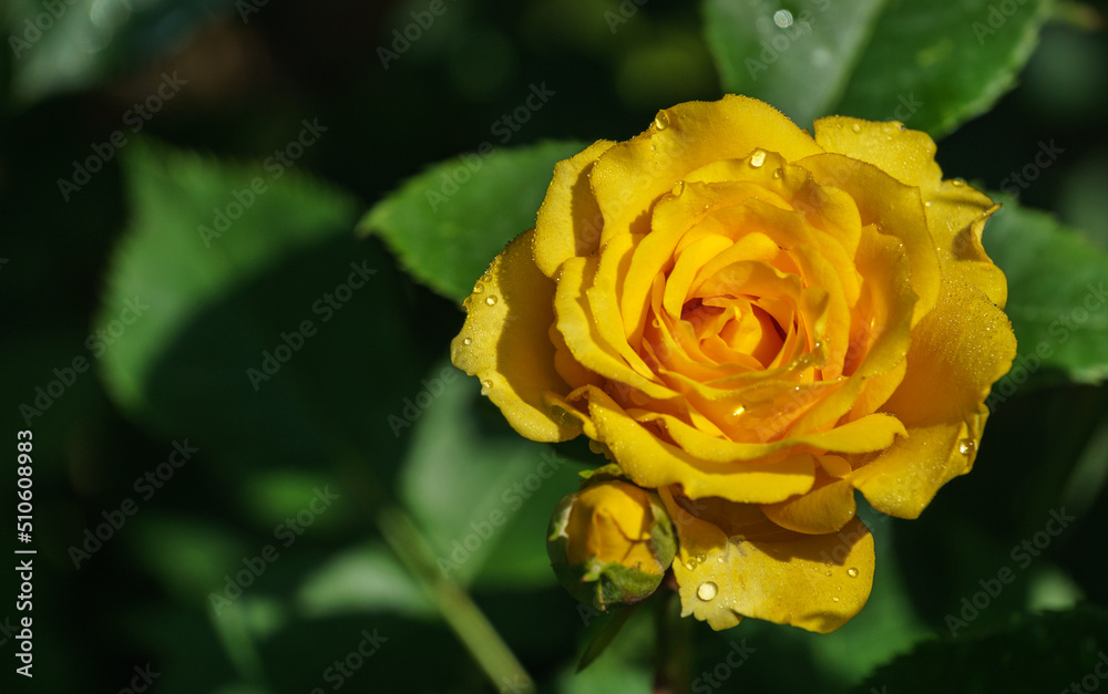A lovely tender yellow rose with many petals with transparent raindrops against blurred dark green garden background. Selective focus. A lovely tender yellow rose with many petals with transparent raindrops against blurred dark green garden background. Selective focus.