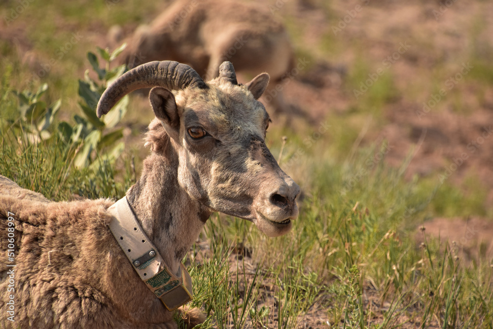 Looking Directly into the Face of a Bighorn Sheep Looking Directly into the Face of a Bighorn Sheep